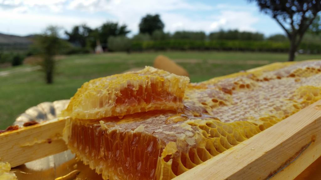 I Sicomori - Seme Di Carota - Glamping E Appartamenti Con Piscina A Saturnia Zewnętrze zdjęcie